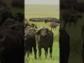 "Majestic Buffalo: Power in Motion!" #shortsviral #buffalo #funny #crazy #viralshorts #animation#ai