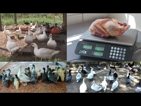Vídeo: Por que os patos se enfeitam?