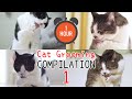 One hour  asmr cat grooming compilation  curry sugar meow