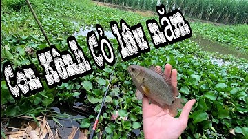 Câu Đài Tự Nhiên | Tập Tành Câu Đài Ở Con Kênh Đầy Cỏ Lâu Năm Và Cái Kết