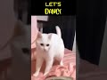 Cute cat dances with the music beats shorts