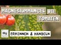 Magnesiummangel bei Tomaten - Erkennen und Handeln - Expertenwissen