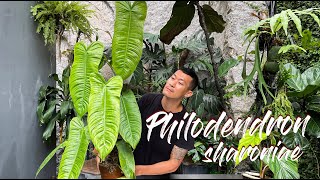 Philodendron sharoniae care and propagation (with updates)