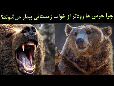 تصویری: چرا خرس ها به خواب زمستانی می روند؟