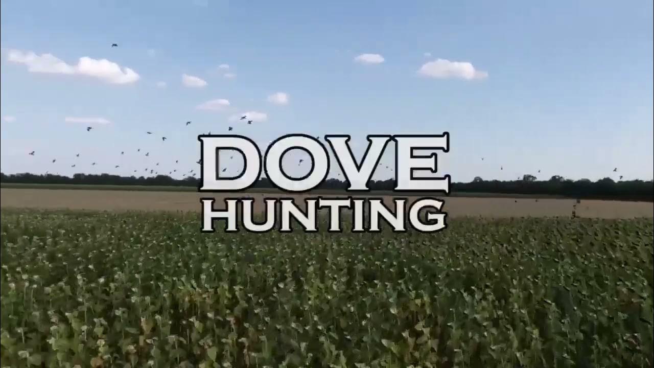 South Texas Dove Hunting YouTube