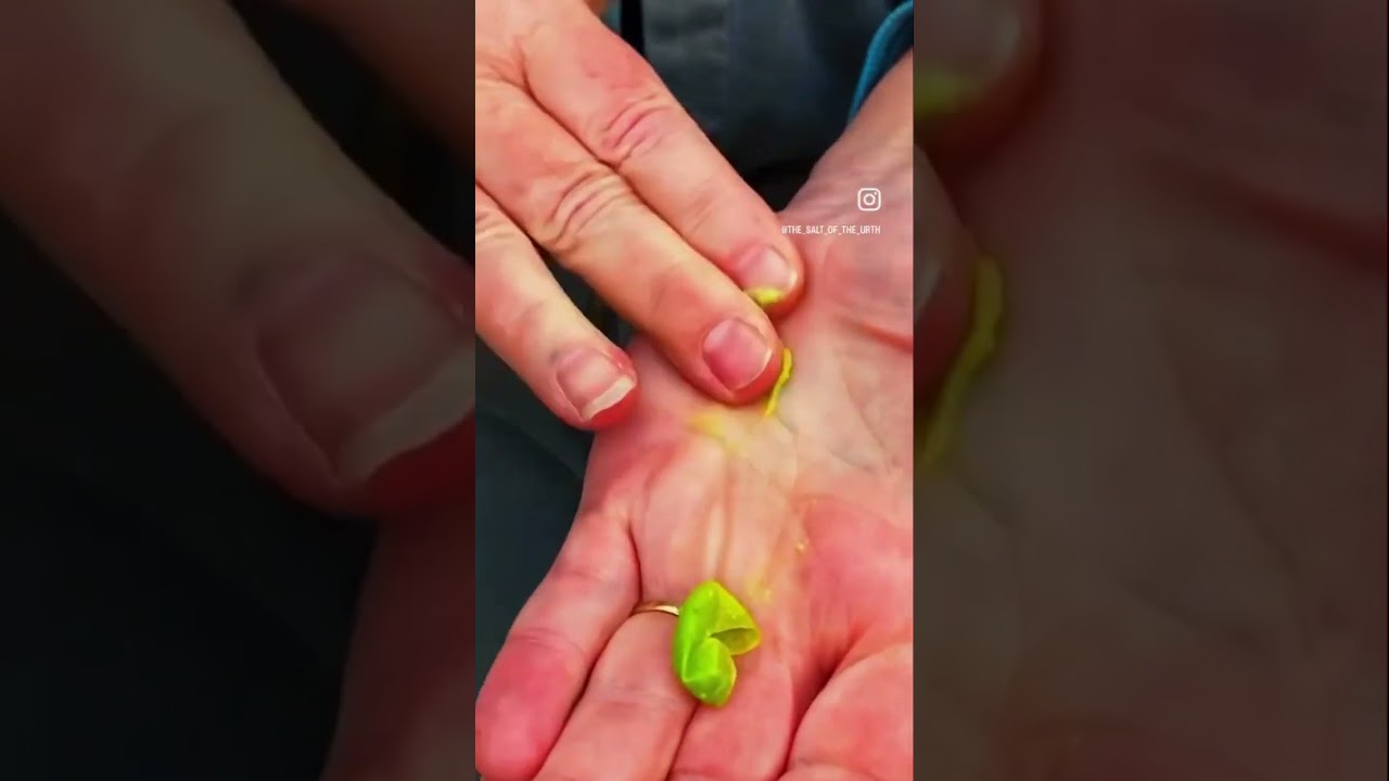 Visit to Campo de Flori Tasmania