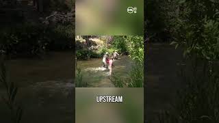 'Dead fish' sightings in mass hint at a bigger issue for Provo River