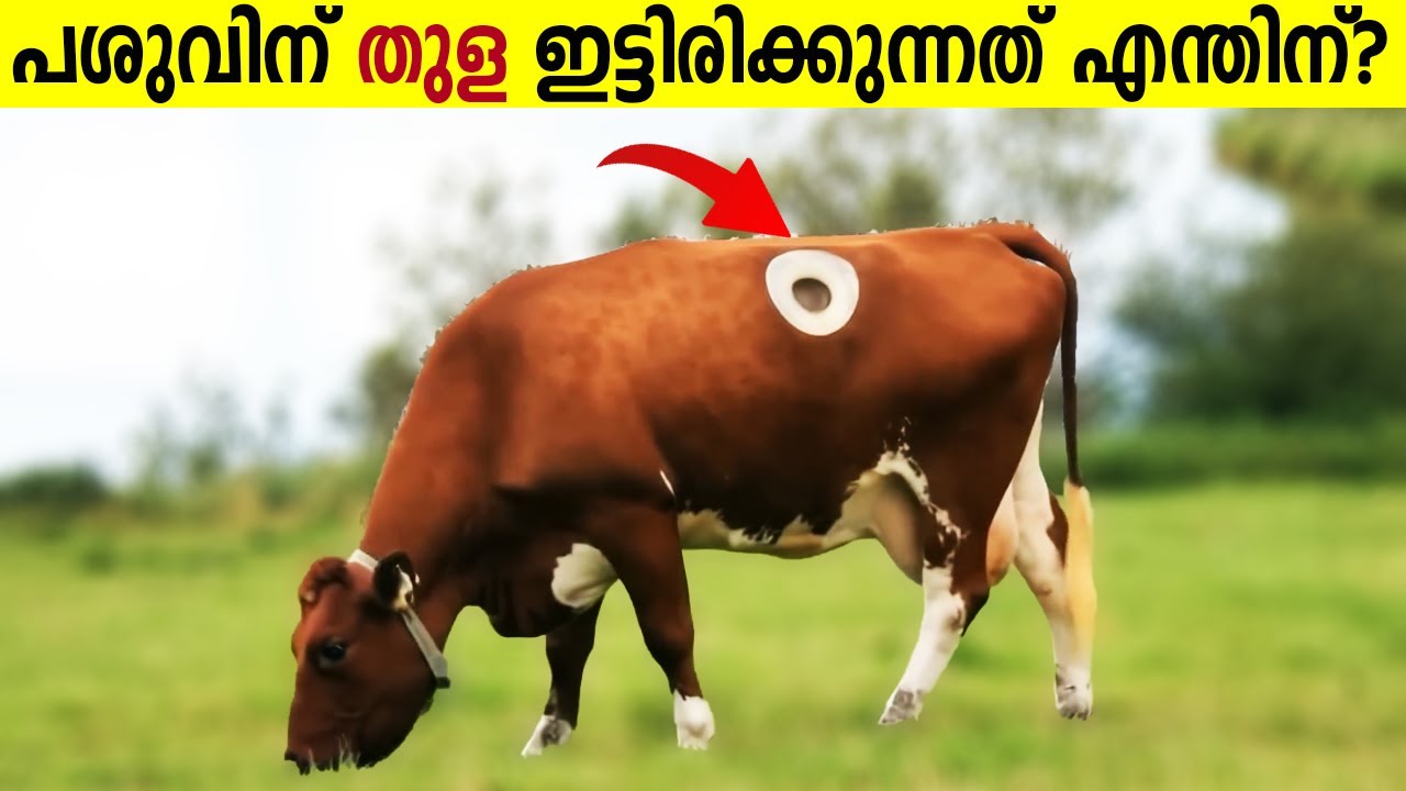 ഈ നഗരത്തിൽ മരിക്കുന്നത് നിയമവിരുദ്ധം | Why is there a hole on the cow? Unknown Facts