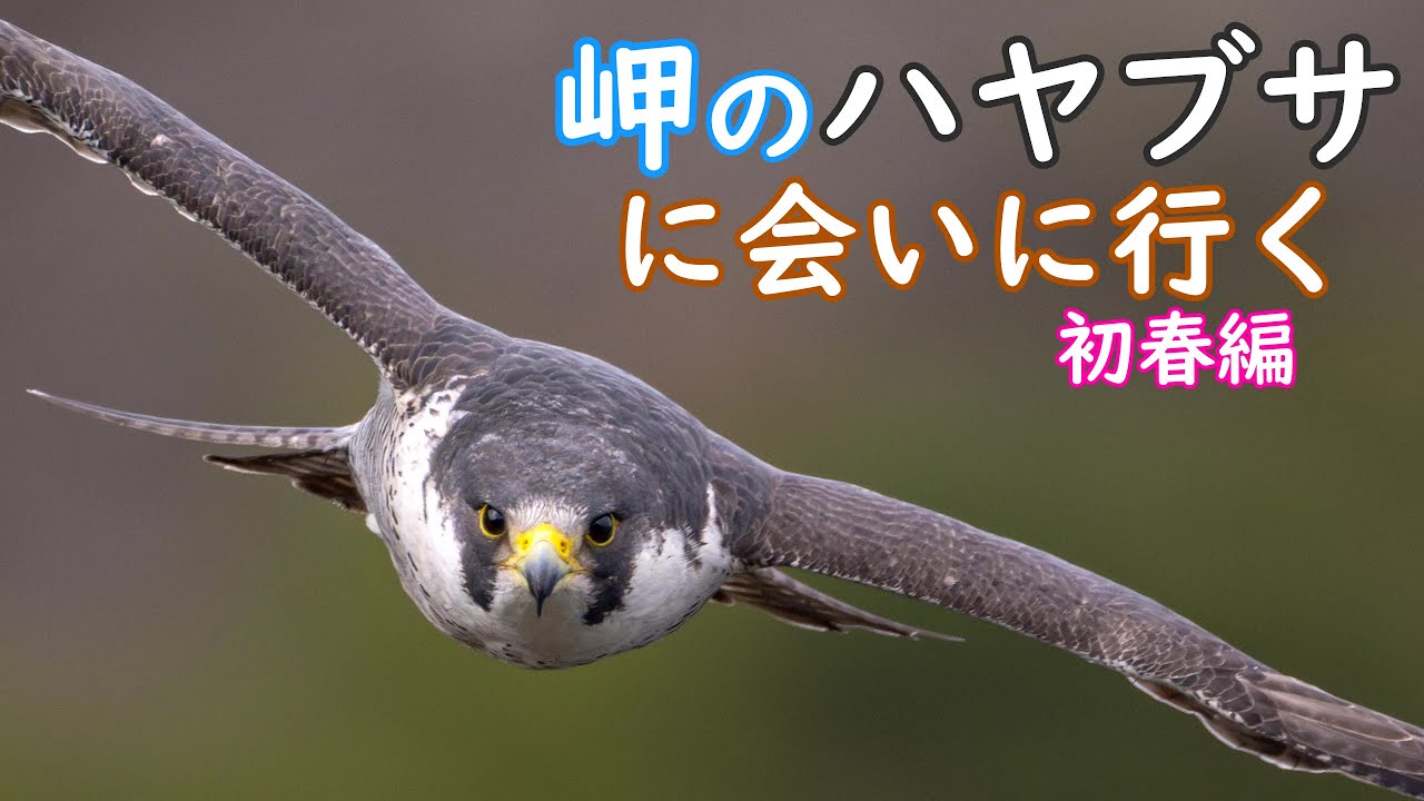 186.岬のハヤブサに会いに行く！初春編 - YouTube