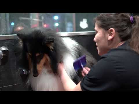 OFERTA PELUQUERIA CANINA