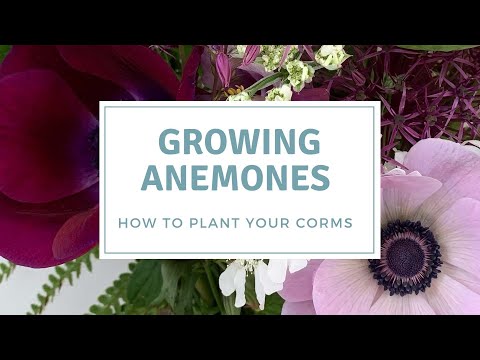 How To Plant Anemone Corms / Grow Anemones For Cut Flowers