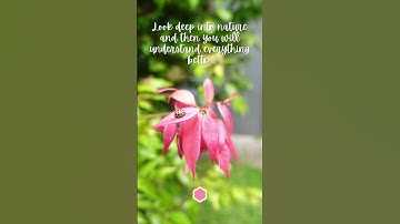 Look deep into nature and then you will understand everything better🌺🌿#short #relaxing #mindfulness