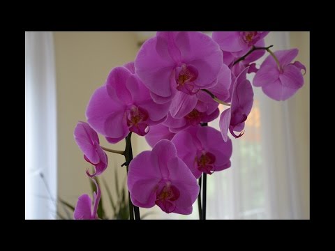 Video: Phalaenopsis: Orchideenpflege Zu Hause