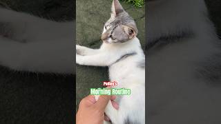 Pudings Morning Routine yorokobiportraiture youtubeshorts cat
