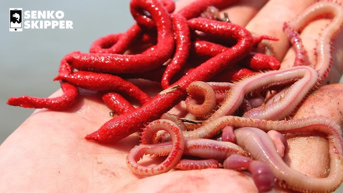 Blood Worms: AMAZING Fishing Bait for Beach Fishing 