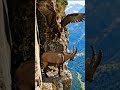 The fight between the vulture and the goat 🦅🦅 🐐🐐 #youtubeshorts  #eagle #goat