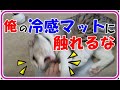 猫にひんやりマットをプレゼントしたら独占欲がｗ