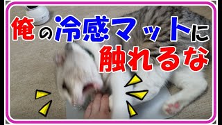猫にひんやりマットをプレゼントしたら独占欲がｗ