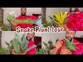 The Snake Plant tour you didn’t know you needed . More of my Sansevieria collection