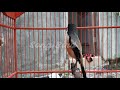 Cendet Manapun Pasti Langsung Nyaut Ngoceh Dan Latah Jika Mendengar Panggilan Cendet Sakti Ini Mp3 - Mp4 Download