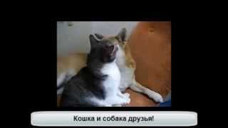 Любящая кошка ухаживает за собакой! Любящая кошка ухаживает за собакой!