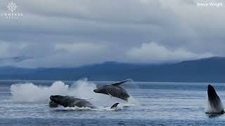 Four Humpback Whales Breach at Same Time