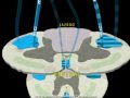 Neuroanatomy - The Corticospinal Tract in 3D Mp3 Song