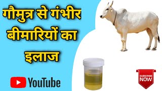 गौ मूत्र करे गंभीर बीमारियों का इलाज | Cow Urine Benefits