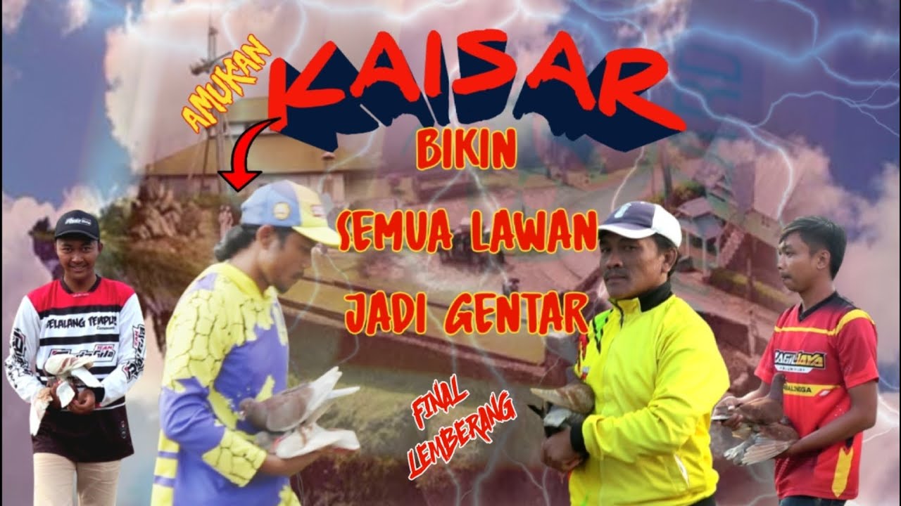 KAISAR👑 KUASAI LAPKOL LEMBERANG || PIGEON EVENT