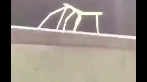 stick bug meme
