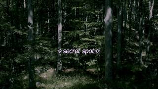 ✧ Peaceful Forest | Nature Ambience With Singing Birds and Forest White Noise | Natural Sounds ✧