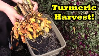 How to Harvest Turmeric from Containers!