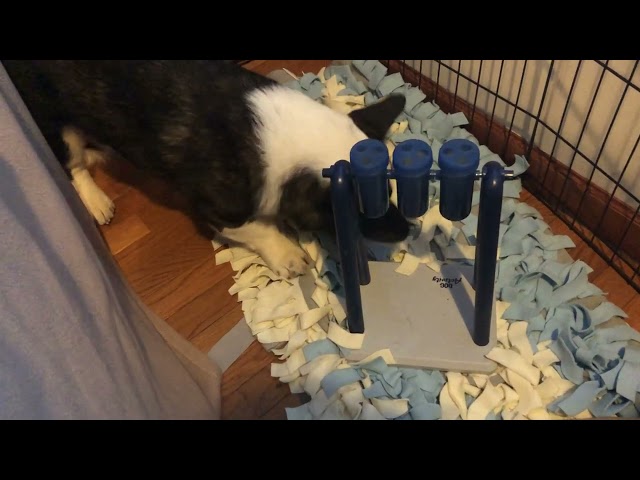 My dog's NEW puzzle toy feeder! 🧠 Easy enrichment 