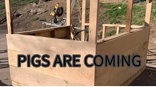 Pigs are Coming!!#sustainableliving #sawmillwood #homestead #farmsteading #building #goatfarming