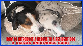 Famous How to introduce a Rescue Dog to a Resident Dog Profile
