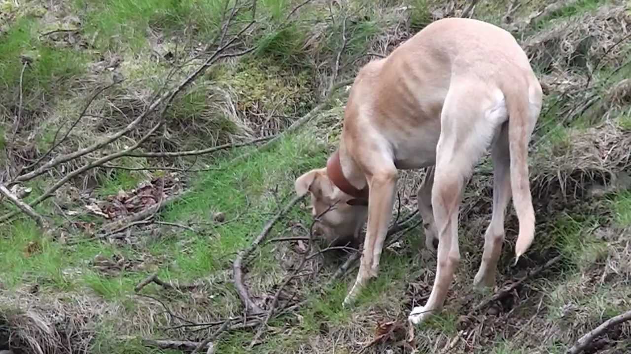 Lurcher Pup Bedlington Whippet X Collie Greyhound Whippet