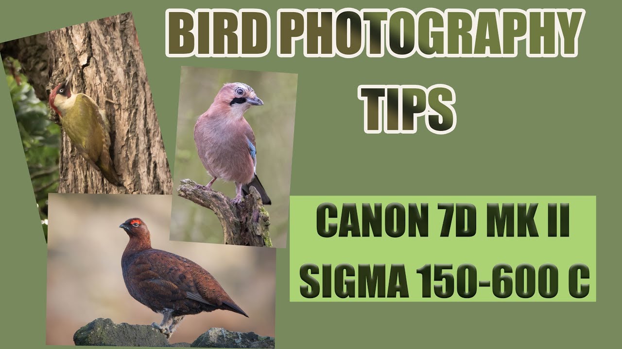 Bird Photography tips in the woodland- Canon 7d mark ii and sigma 