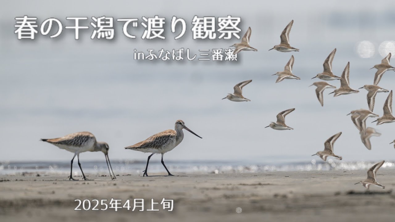 【野鳥撮影】春の干潟で渡り観察inふなばし三番瀬