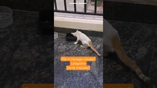 పిల్లి ni Manage cheyala? or వంట cheyala? mire cheppandi #cats #food #cooking #indianfood