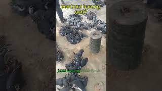 Download Lagu panen burung ruak ruak MP3