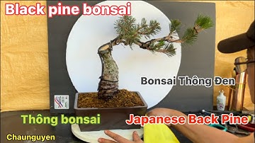 Kotobuki Bonsai, Thong Kotobuki, Thông đen Kotobbuki, Kotobuki Bonsai, #Chaunguyen Cali Vlog, #15