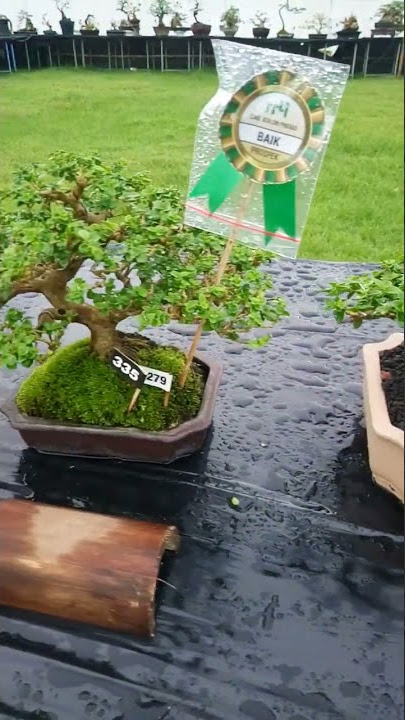 pameran bonsai di lapangan kenteng nanggulan#joos