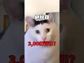 【ドバイ移住Part②】移住代行の金額に失望する仮想通貨投資家 #猫ミーム #Shorts #ドバイ #移住 #節税