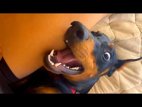 THE BEST CUTE AND FUNNY PETS OF 2024