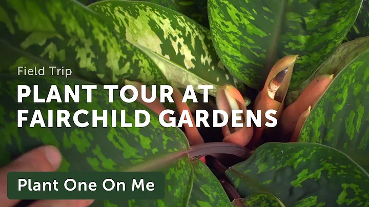 Meditative Botanical Tour at Fairchild Tropical Botanic Garden — Ep 182 - DayDayNews