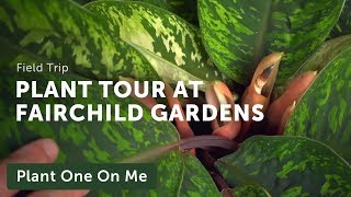Meditative Botanical Tour at Fairchild Tropical Botanic Garden — Ep 182