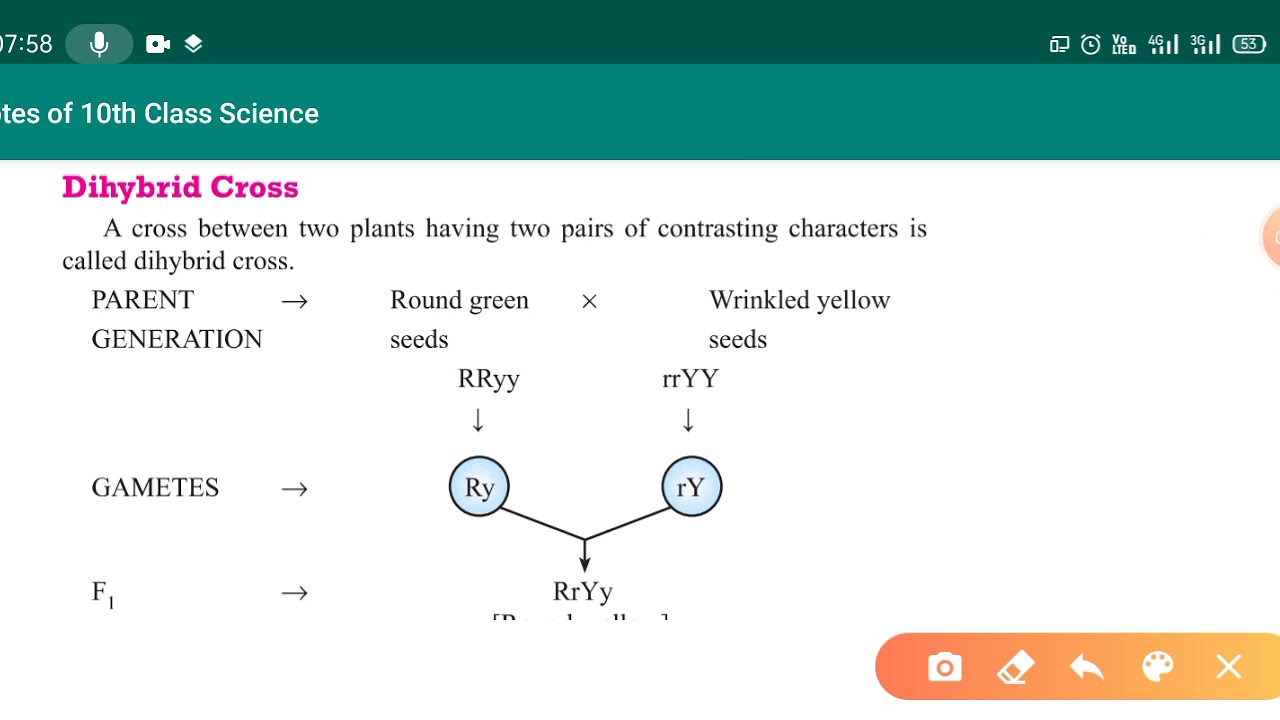  L4 Dihybrid Cross Heredity And Evolution CLASS 10 YouTube