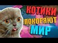 КОТЫ ЗАХВАТЫВАЮТ МИР В Hearts of Iron 4 - Battle Royale + Catism