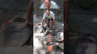 El Hombre Que Salvó Una Isla Entera #shorts