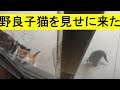野良猫が子猫を産んで見せに来る、とてもかわええなぁ…触りたいけど触ったら人の匂いが移って育てなくなるらしい